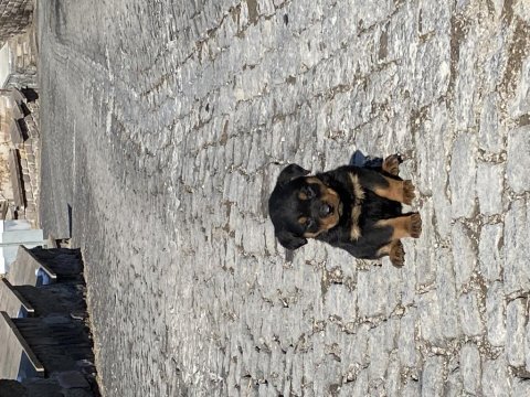Acil sahiplendirilecek erkek rottweiler