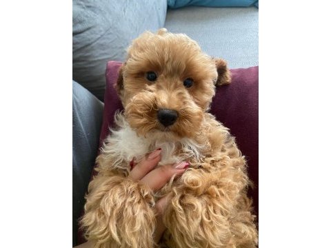 Maltipoo bebeklerimiz