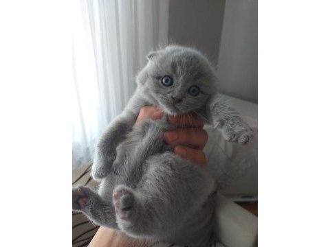Top kafa kendi scottish fold yavrumuz