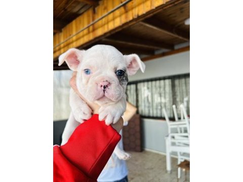 Mavi gözlü french bulldog bebekler