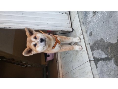 Akita inu 4 aylık dişi