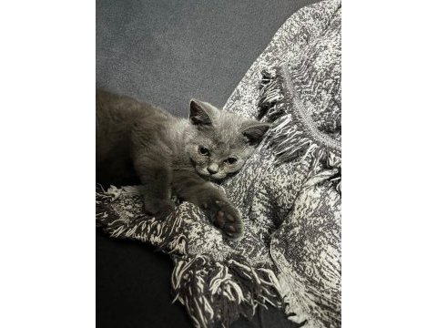4 aylık british shorthair yavru