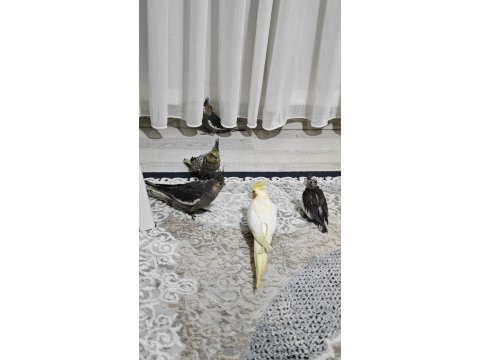Yeme yeni düşen sultan papağanı yavrular