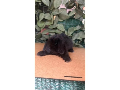 Safkan hollanda teddy lop tavşanı yavrular