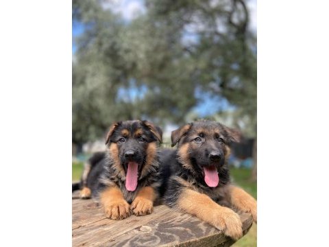 Alman kurdu köpeğimiz