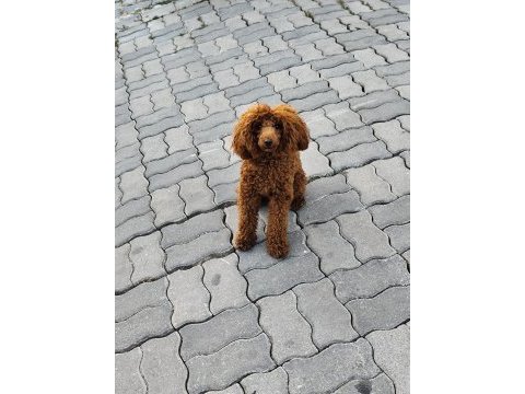 Sağlıklı toy poodle 9 aylık