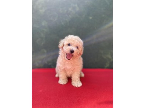 A kalite maltipoo köpekler