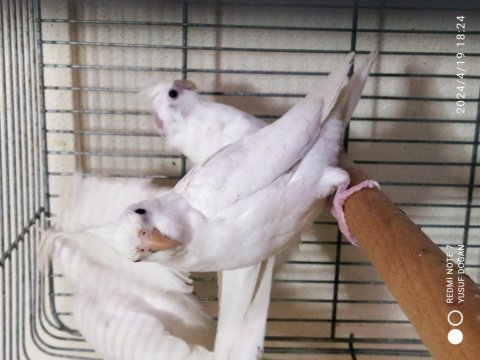 Albino sultan papağanı yavrular yuvadan uçmaya hazır