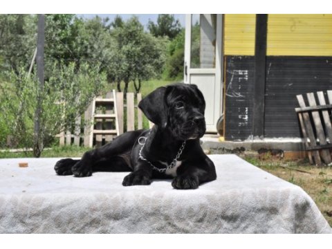 Şecere belgeli ırk ve sağlık garantili cane corso yavrular