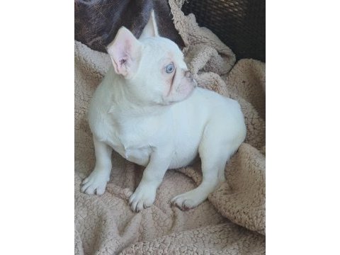 Show kalitede lilacandtan chocotan french bulldog yavruları