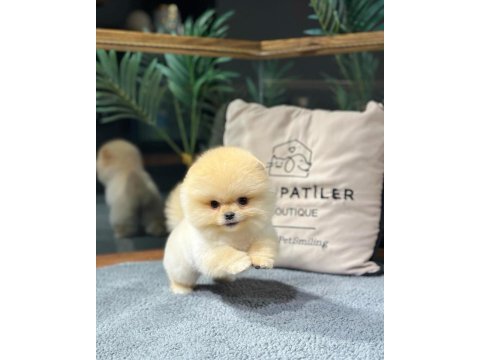 Ailenizin yeni üyesi pomeranian boo yavrularımız
