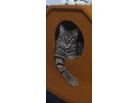Tekir sahiplendirme yuva arıyoruz