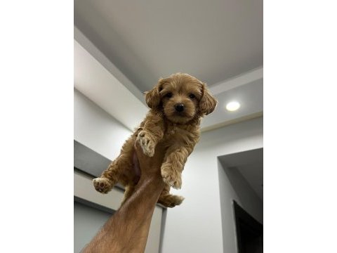 Maltipoo 2 aylık dişi