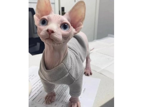Sfenks tortie ve pembe renk orjinal yavrularımız