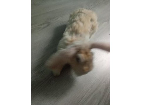 Hollanda teddy lop tavşanı