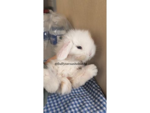 Beyaz hollanda lop tavşanı - mavi gözlü
