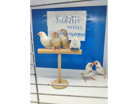 Hint bülbülü konya