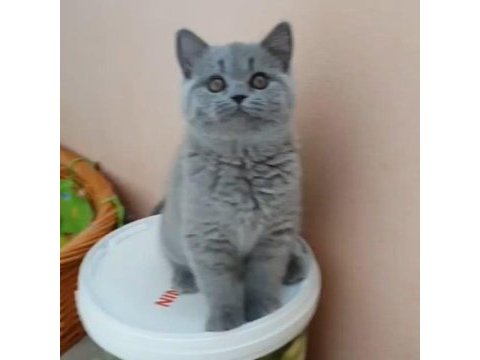 British shorthair yavruları