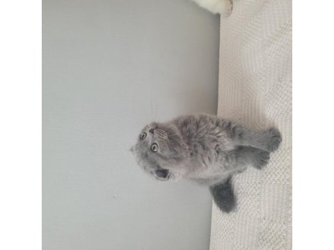 Kendi kedimin scottish fold yavruları sahiplendireceğim