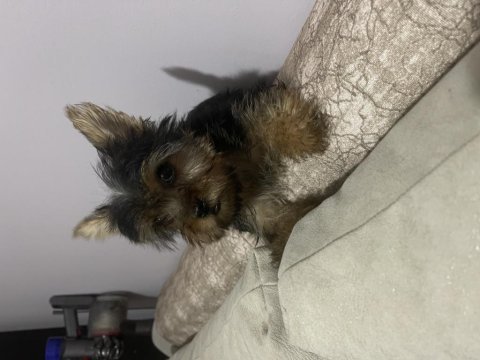 Tek kaldı dişi safkan yorkshire terrier