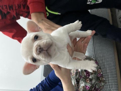 French bulldog lilac tan platinyum dişi mavi göz