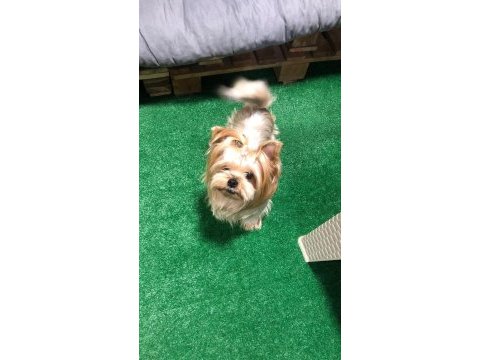 Mini boy extreme morkie kız