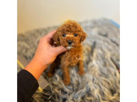Dişi poodle köpeğimiz