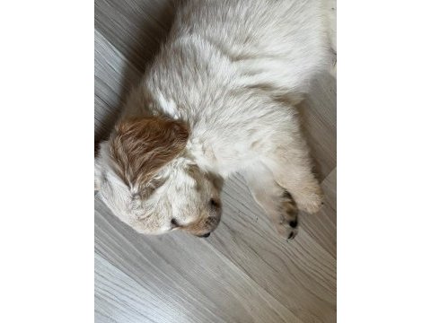 Dünya tatlısı golden retriever yavrularımız yuva arıyor