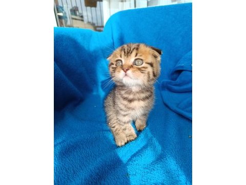 Erkek scottish fold erkek