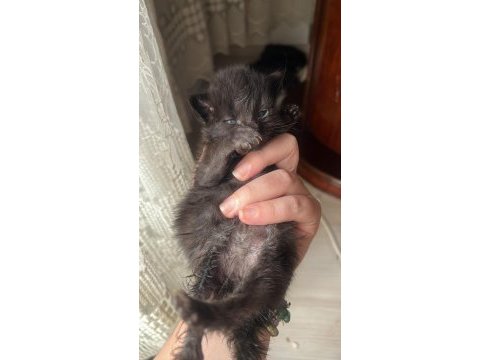 Maine coon yavru kediler