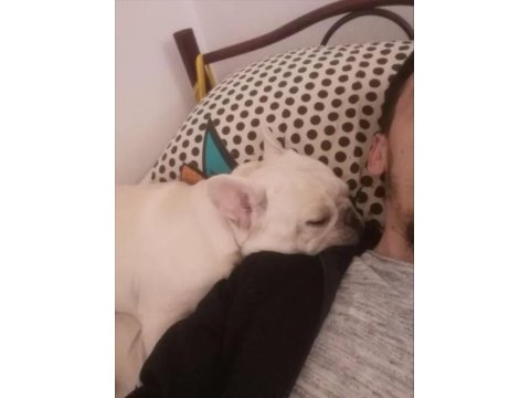 Oyuncu insan canlısı safkan cream french bulldog acil