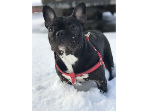 5 yaşında french bulldog