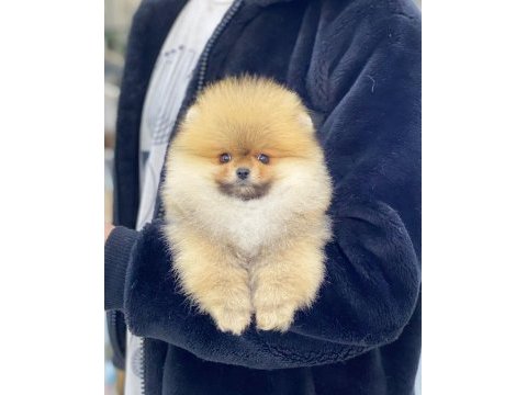 Teddy bear pomeranian adana da görüp almak isteyenlere