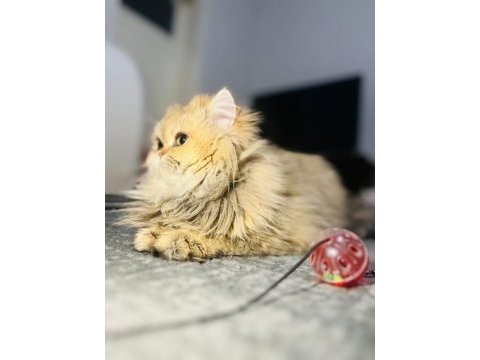 Golden ny12 british longhair