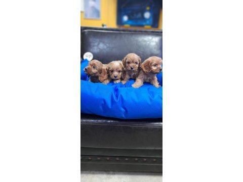 İnanılmaz güzellikte maltipoo yavrular