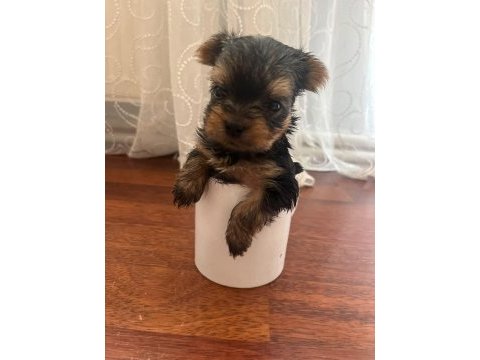 Yorki bebek köpekler