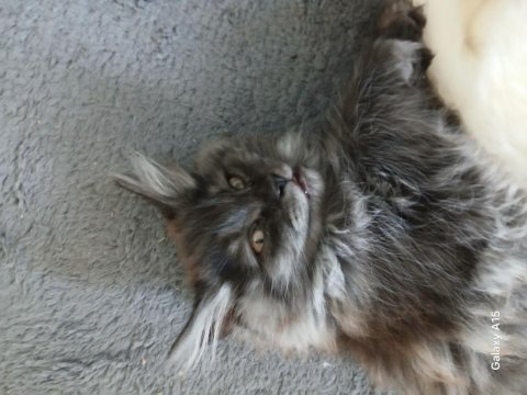 2 aylık maine coon yavru kediler