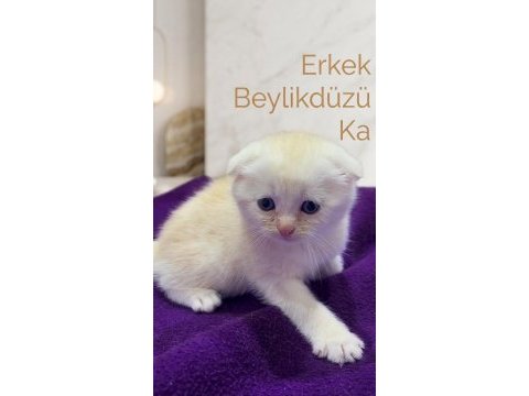 Sevimli scottish fold paticikler teslime hazır