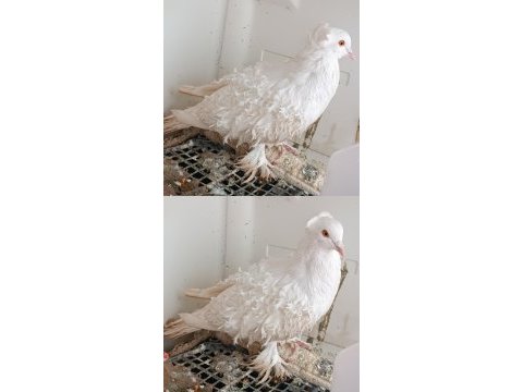 Kıvırcık erkek güvercinimiz