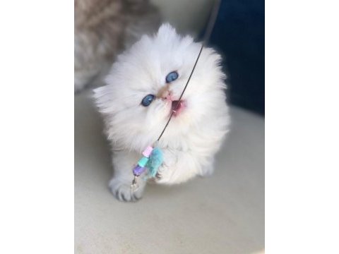 (tr tek) golden british longhair safkan yavrular hazır