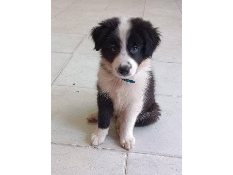 Border collie yavrular black and white