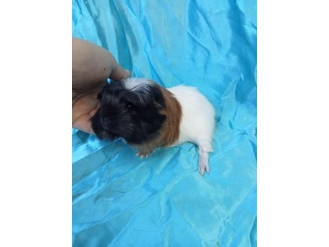 Üreticisinden safkan coronet bebek ginepig