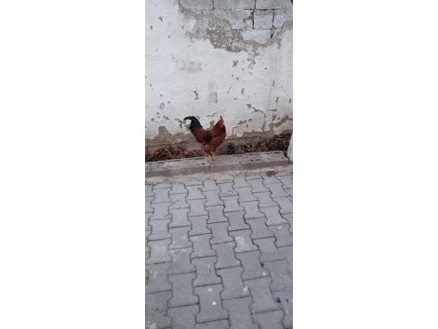 2 adet horoz tavukla takas olur
