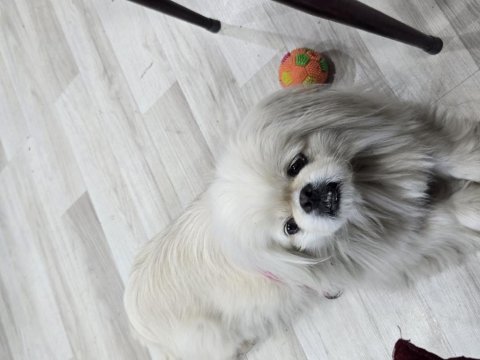 Akıllı bıdık pekinez köpeğimiz badem