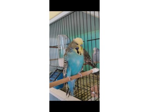 Show jumbo yavru ve yetişkin muhabbet kuşu