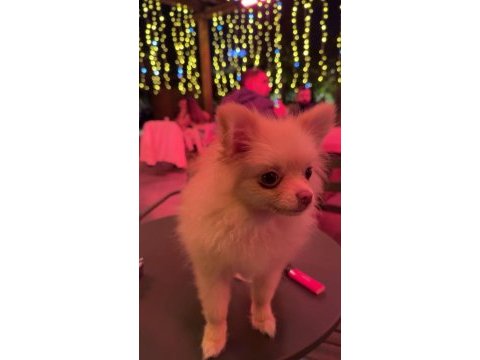 Pomeranian köpeği
