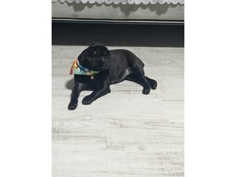 4 aylık dişi pug