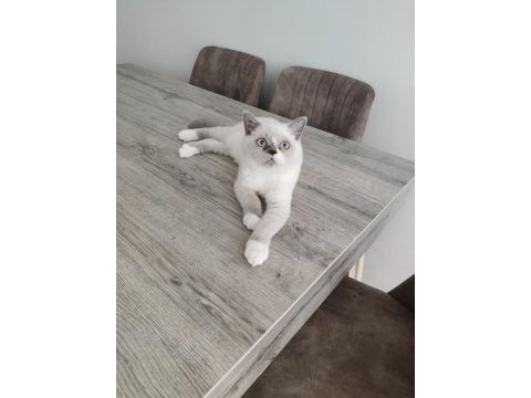 British shorthair erkek yavrumuz