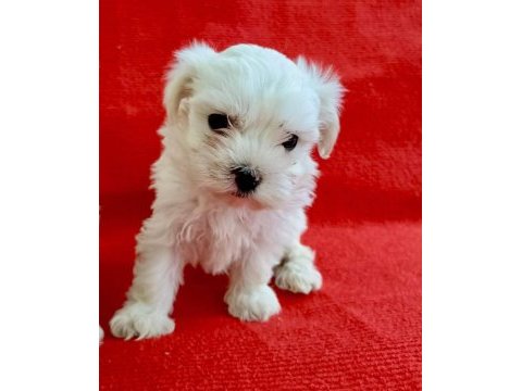 Maltese yavrular