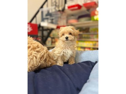 Tüy dökmeyen hi̇poalerjeni̇k safkan teacup malti̇poo